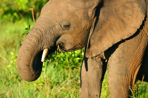 Sloni spásají gotucola - jejich recept na dlouhověkost